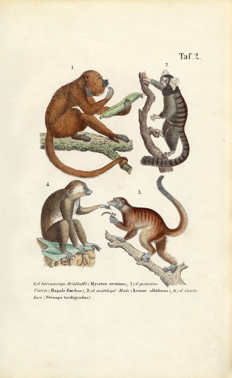 New World Monkeys and Lemurs by J. W. Tenhaeff