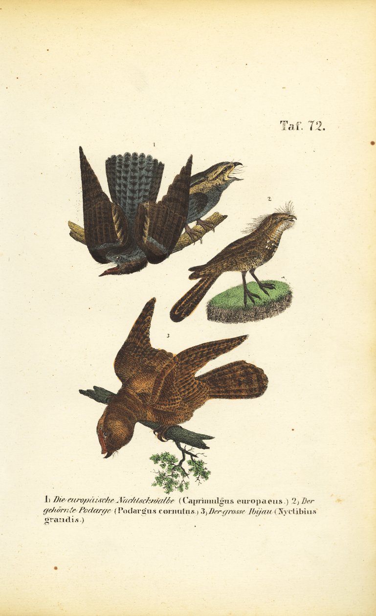 Nightjars and Related Species by J. W. Tenhaeff
