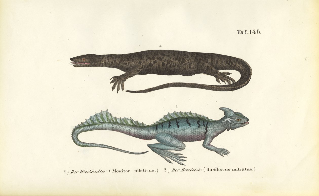 Nile Monitor and Plumed Basilisk by J. W. Tenhaeff