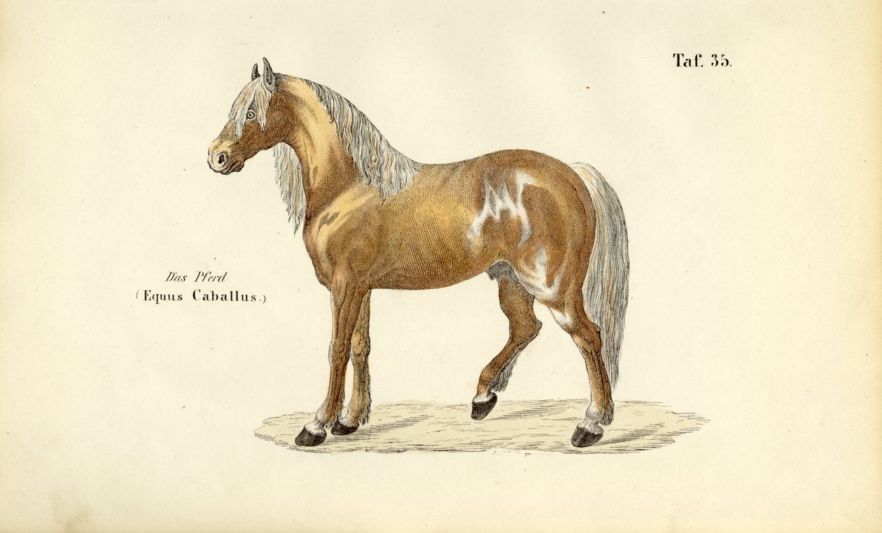 Noble Horse by J. W. Tenhaeff