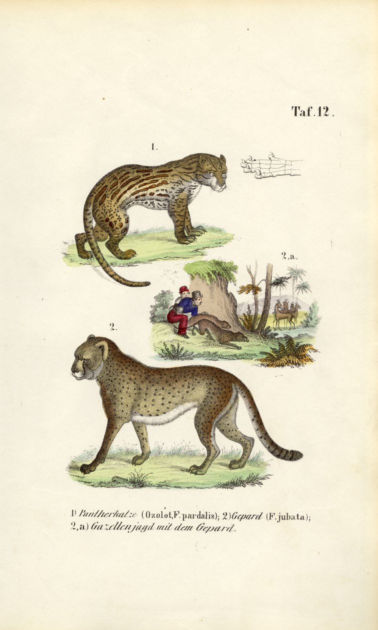 Ocelot, Cheetah and Cheetah Hunting by J. W. Tenhaeff