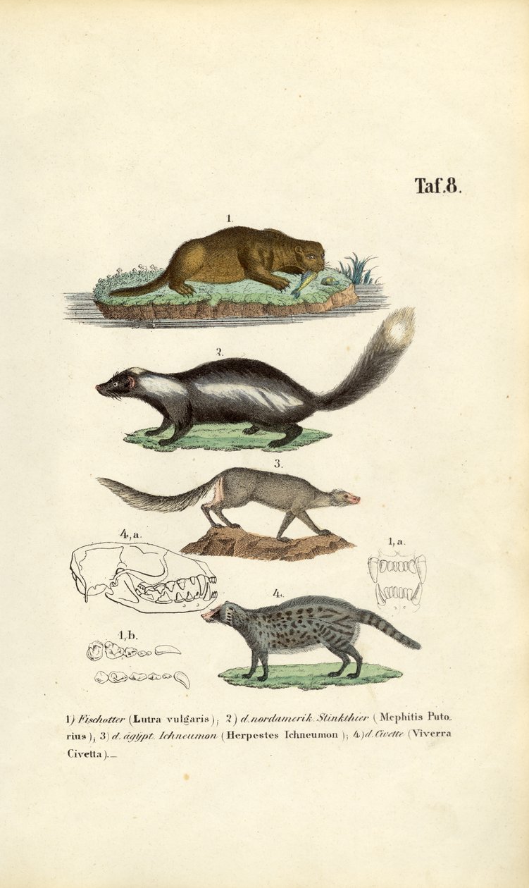 Otter, Skunk, Ichneumon and Civet with Skull Illustrations by J. W. Tenhaeff