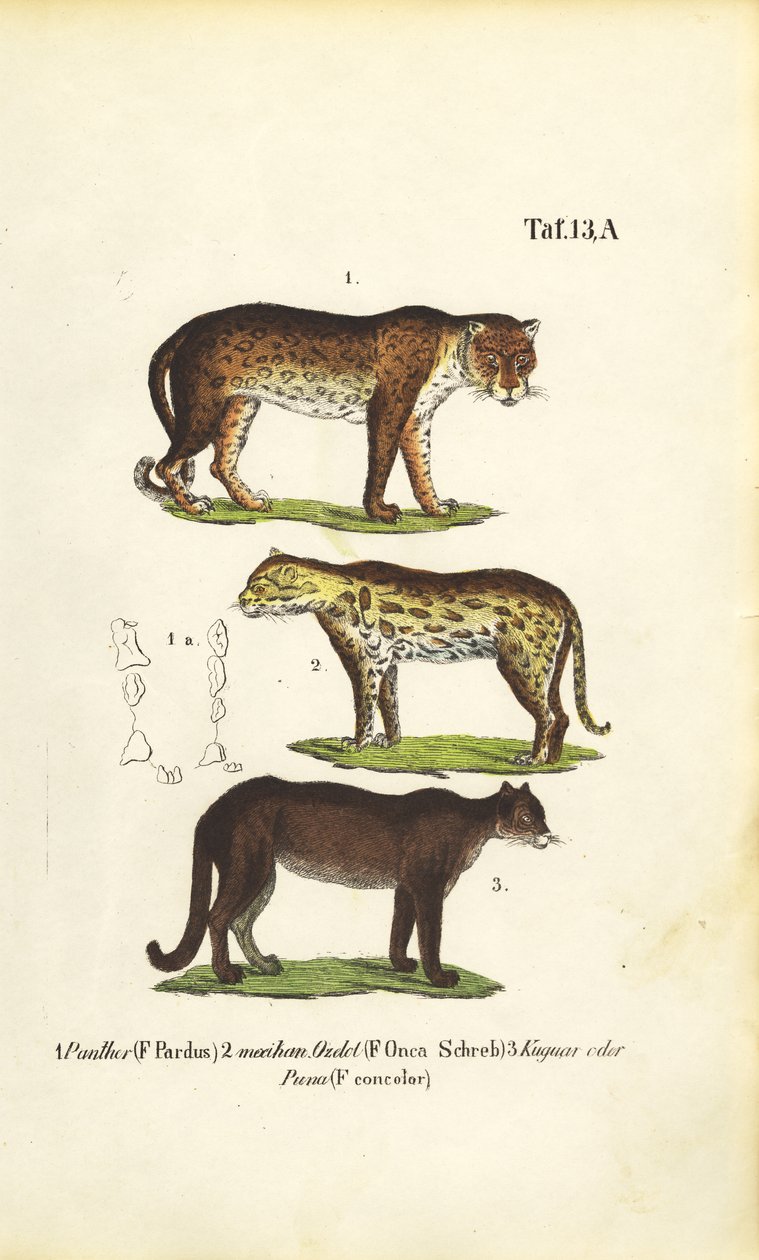 Panther, Jaguar and Puma by J. W. Tenhaeff