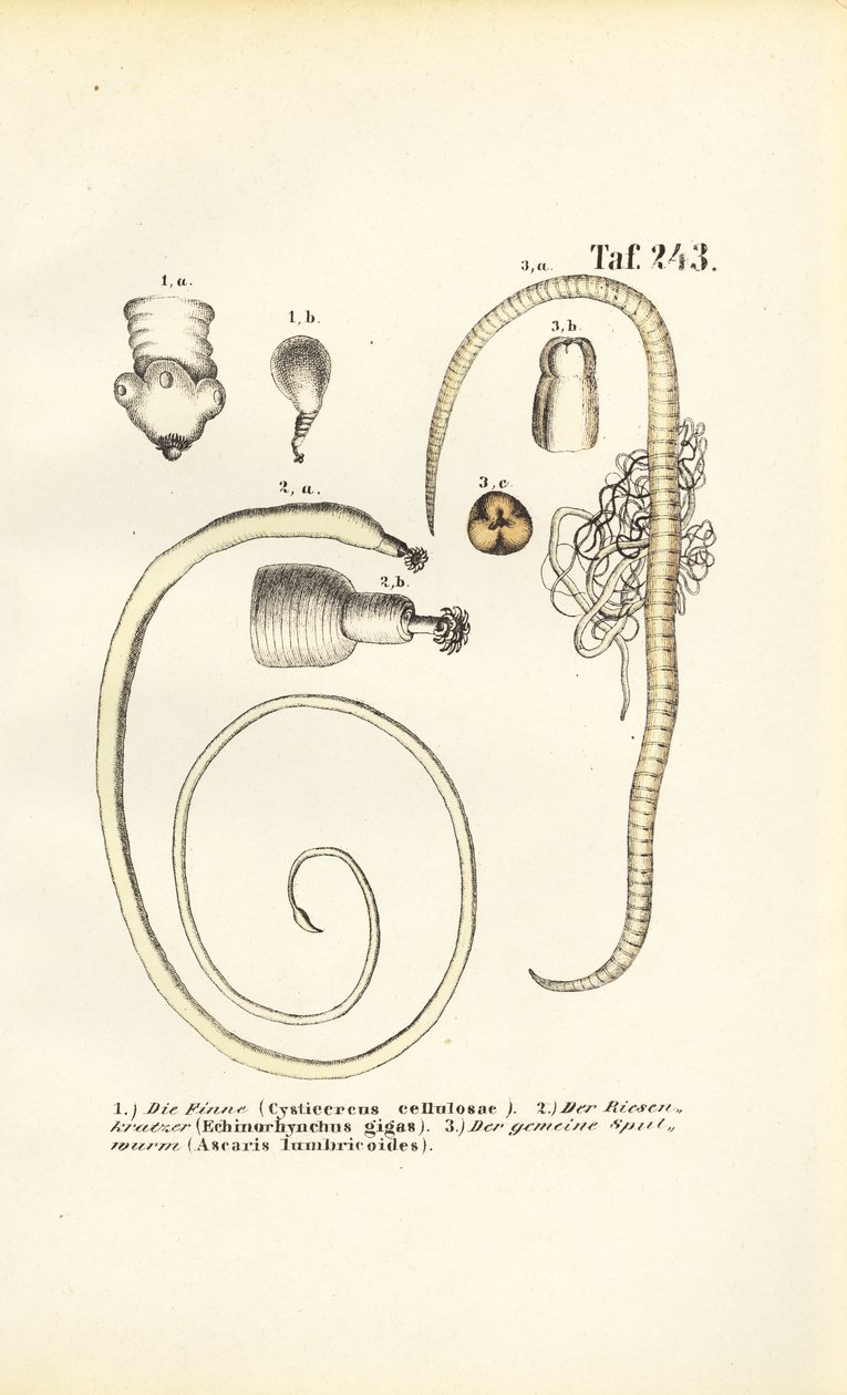 Parasitic Worms and Their Developmental Stages by J. W. Tenhaeff