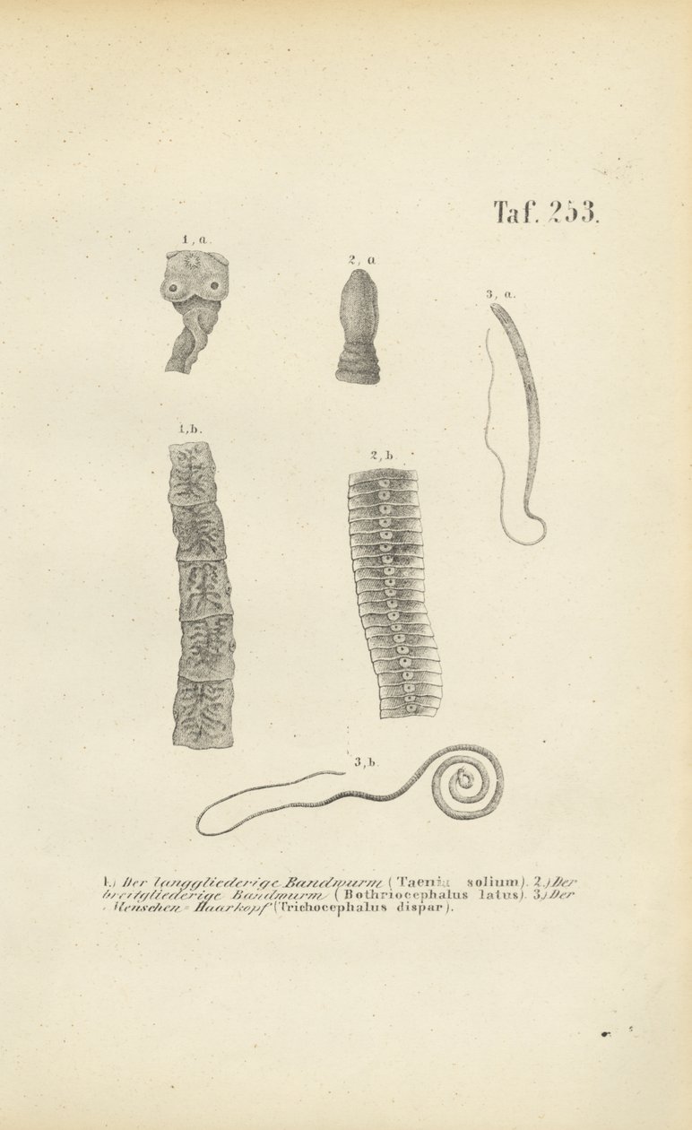Parasitic Worms of Humans by J. W. Tenhaeff