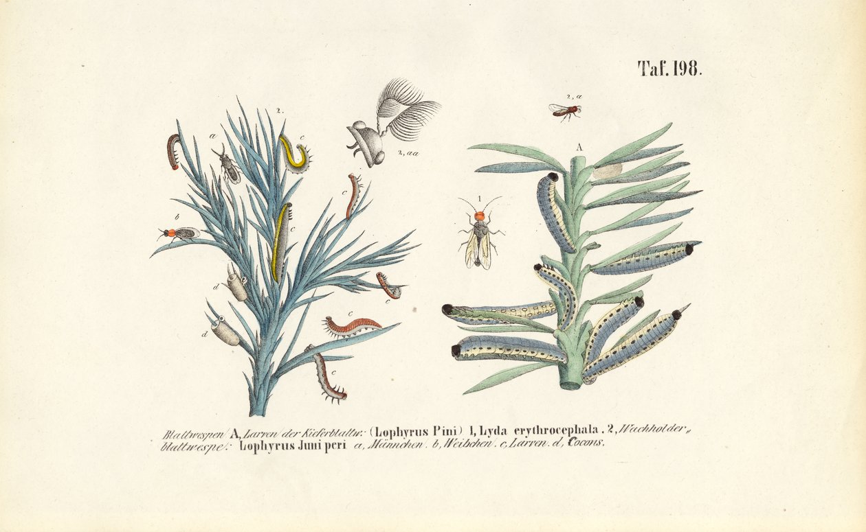 Pine Sawfly Larvae and Their Development by J. W. Tenhaeff