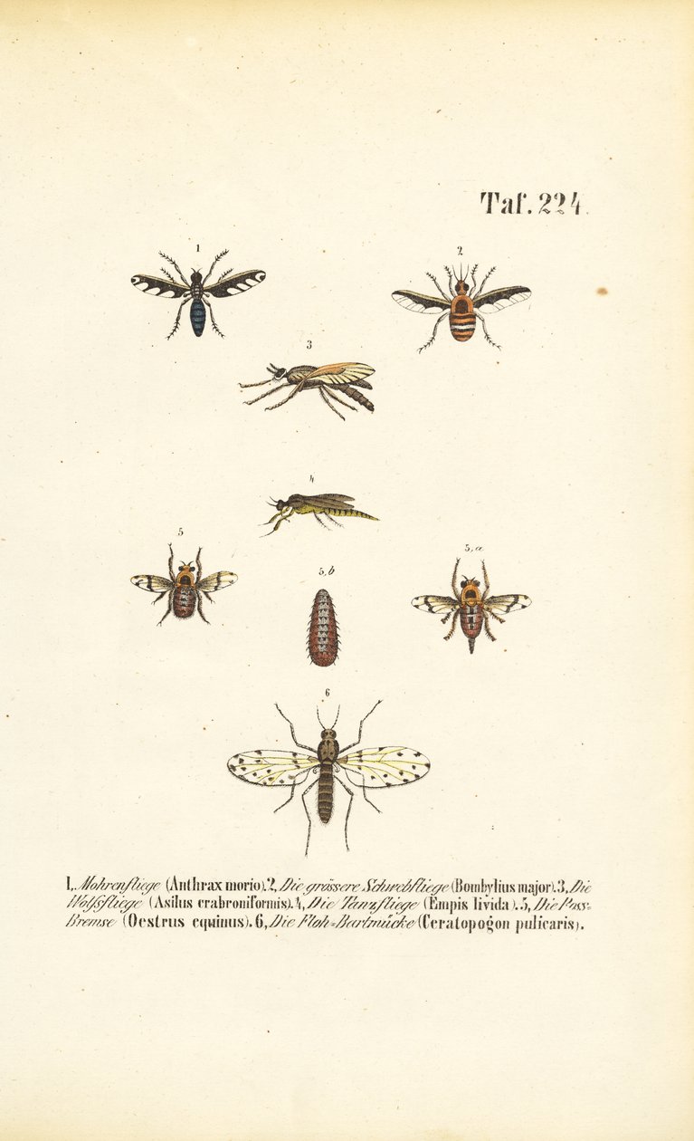 Predatory and Parasitic Fly Species by J. W. Tenhaeff