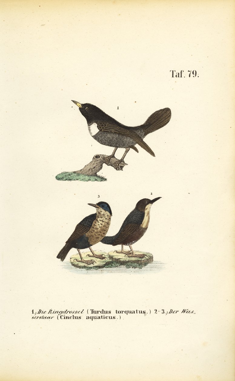 Ring Ouzel and White-throated Dipper by J. W. Tenhaeff