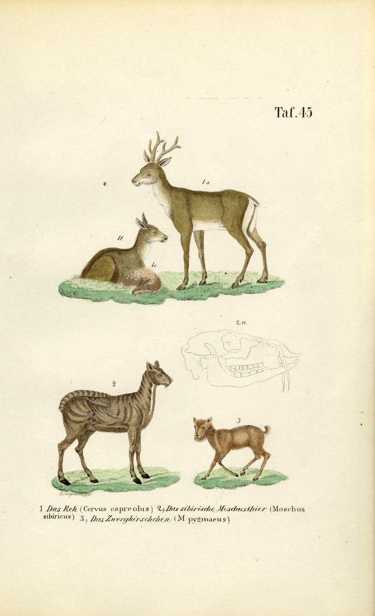 Roe Deer, Musk Deer, and Mouse Deer by J. W. Tenhaeff