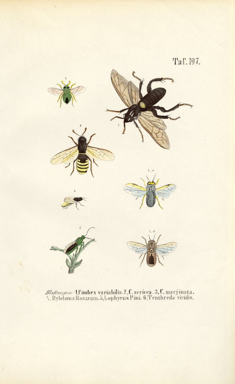 Sawflies and Their Species by J. W. Tenhaeff