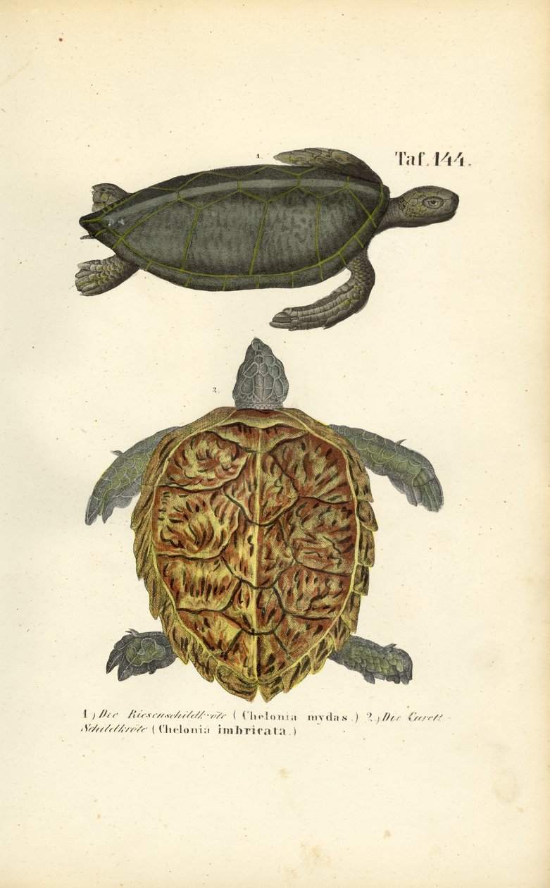 Sea Turtles: Green Sea Turtle and Hawksbill Sea Turtle by J. W. Tenhaeff