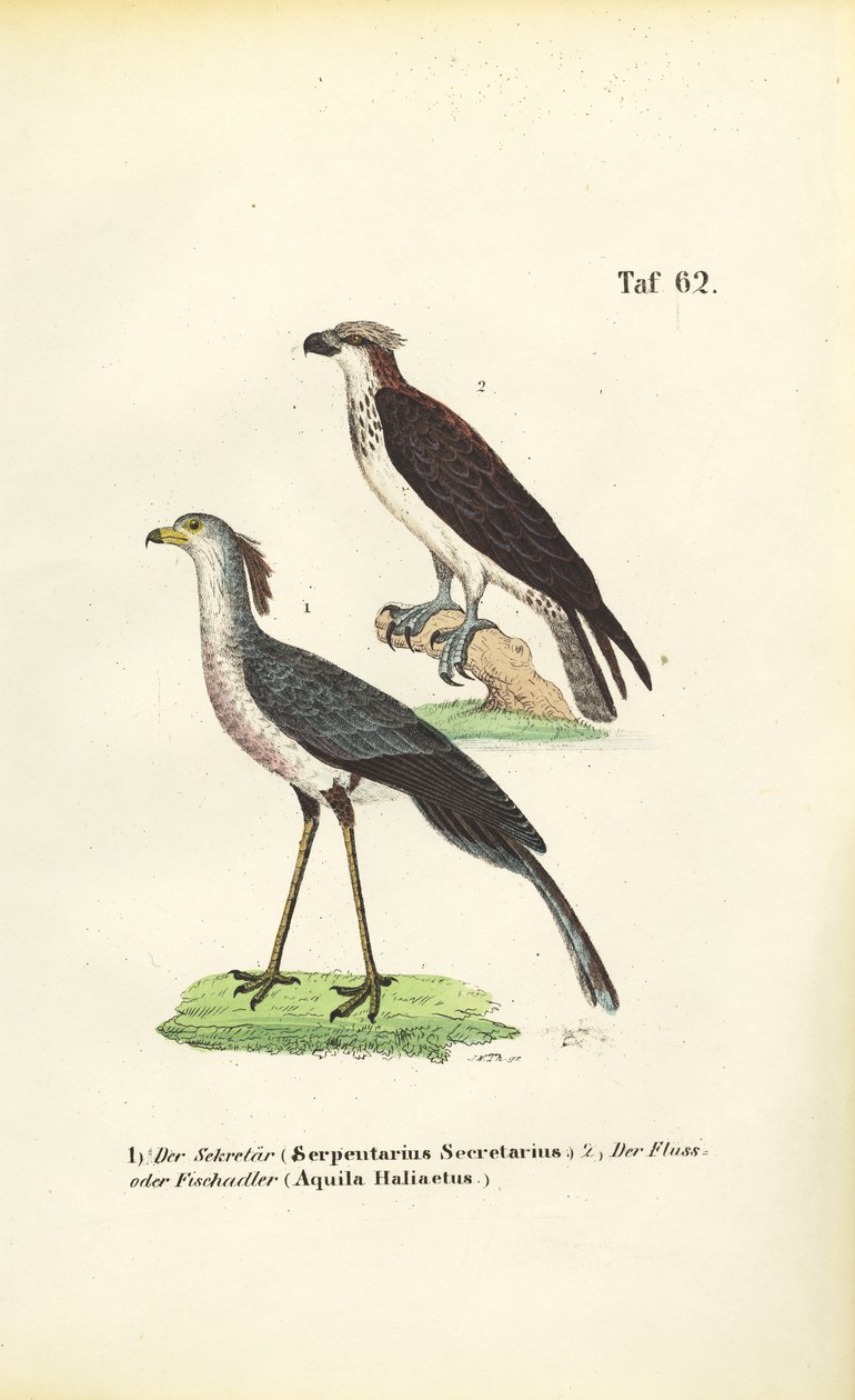 Secretary Bird and Osprey by J. W. Tenhaeff