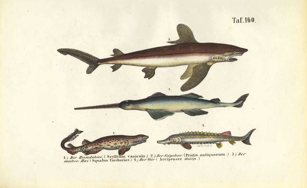 Sharks and Sturgeon-like Fish by J. W. Tenhaeff