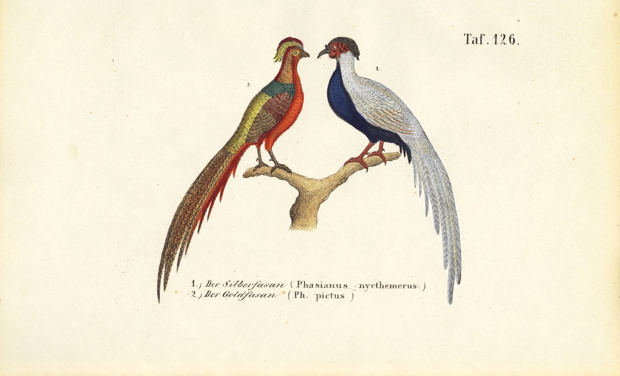 Silver Pheasant and Golden Pheasant by J. W. Tenhaeff