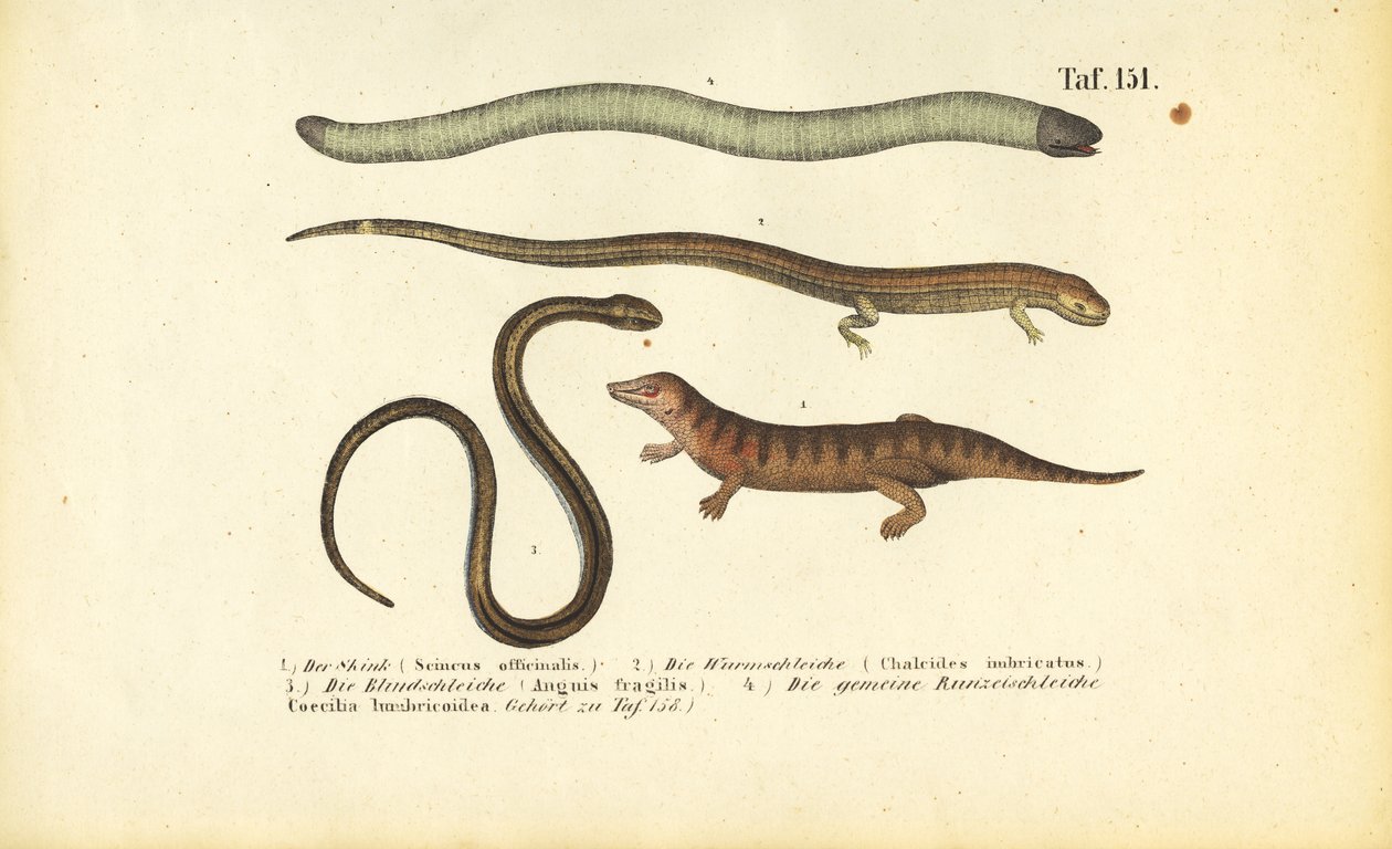 Skink, Cylindrical Skink, Slow Worm and Caecilian by J. W. Tenhaeff