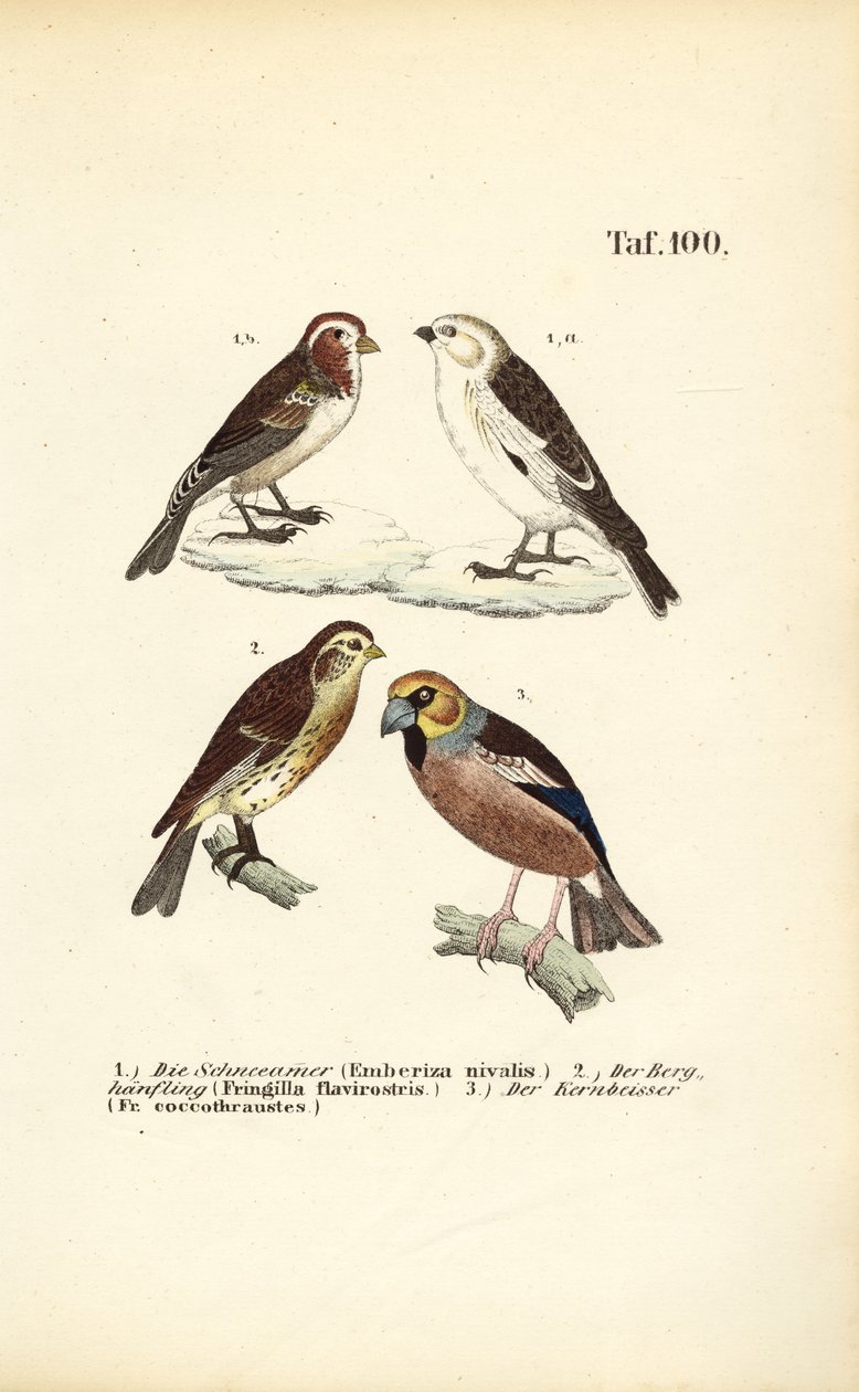 Snow Bunting, Twite and Hawfinch by J. W. Tenhaeff