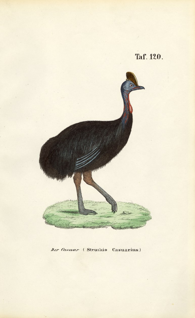 Southern Cassowary by J. W. Tenhaeff