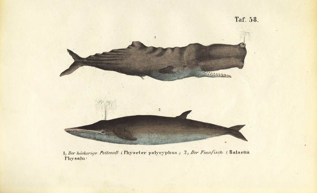 Sperm Whale and Fin Whale by J. W. Tenhaeff