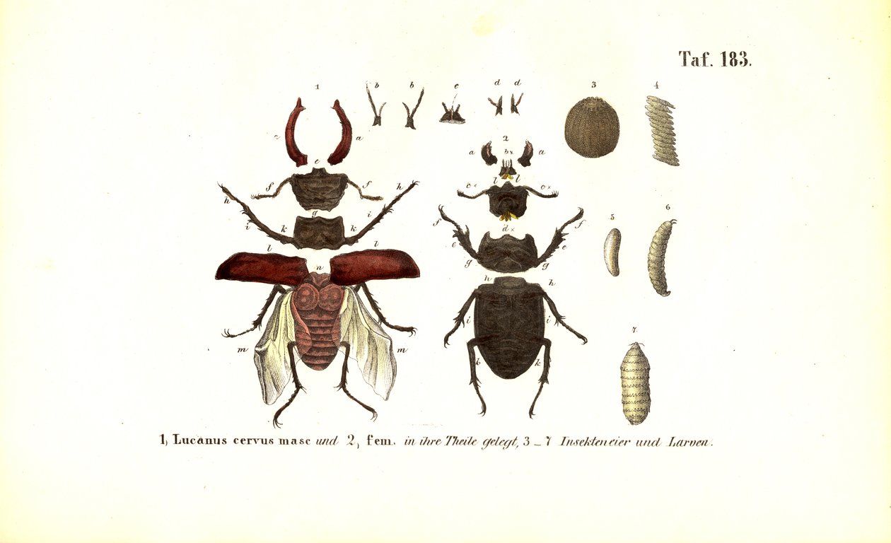 Stag Beetle with Anatomy and Developmental Stages by J. W. Tenhaeff