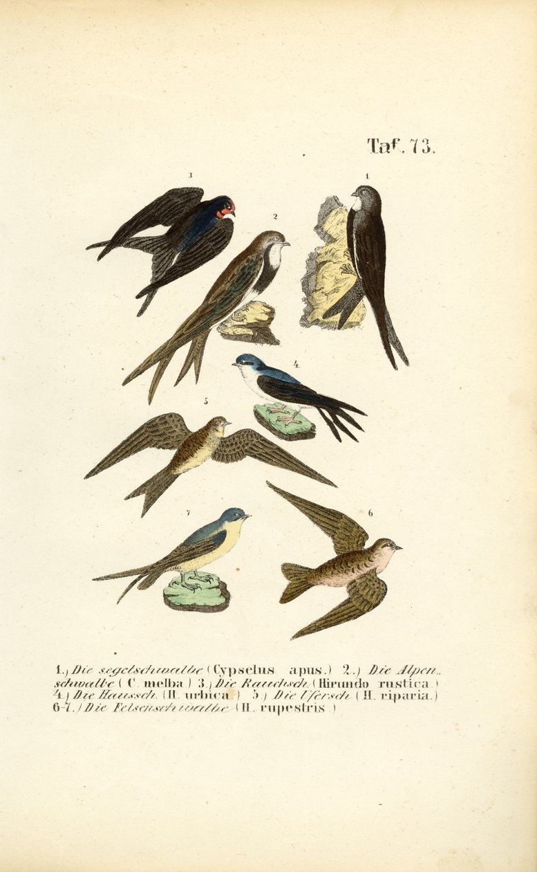 Swallows and Swifts by J. W. Tenhaeff