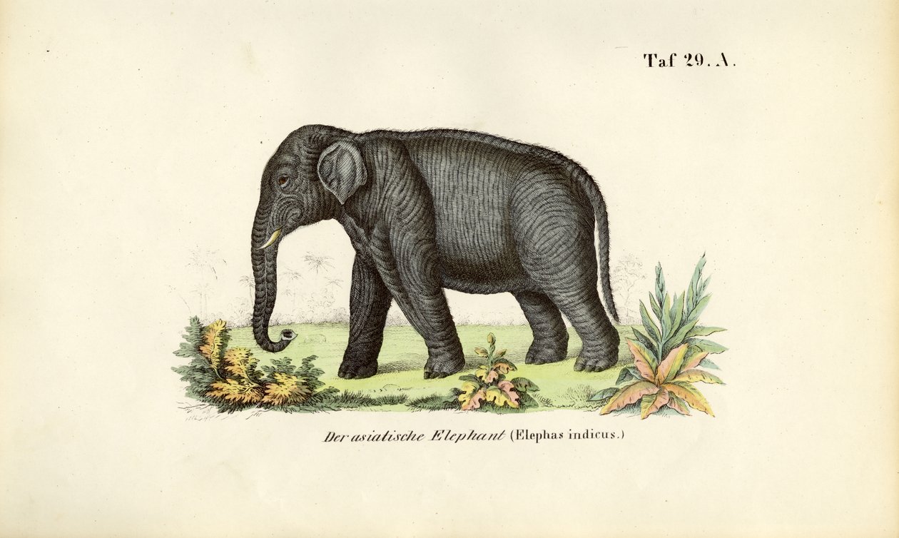 The Asian Elephant by J. W. Tenhaeff