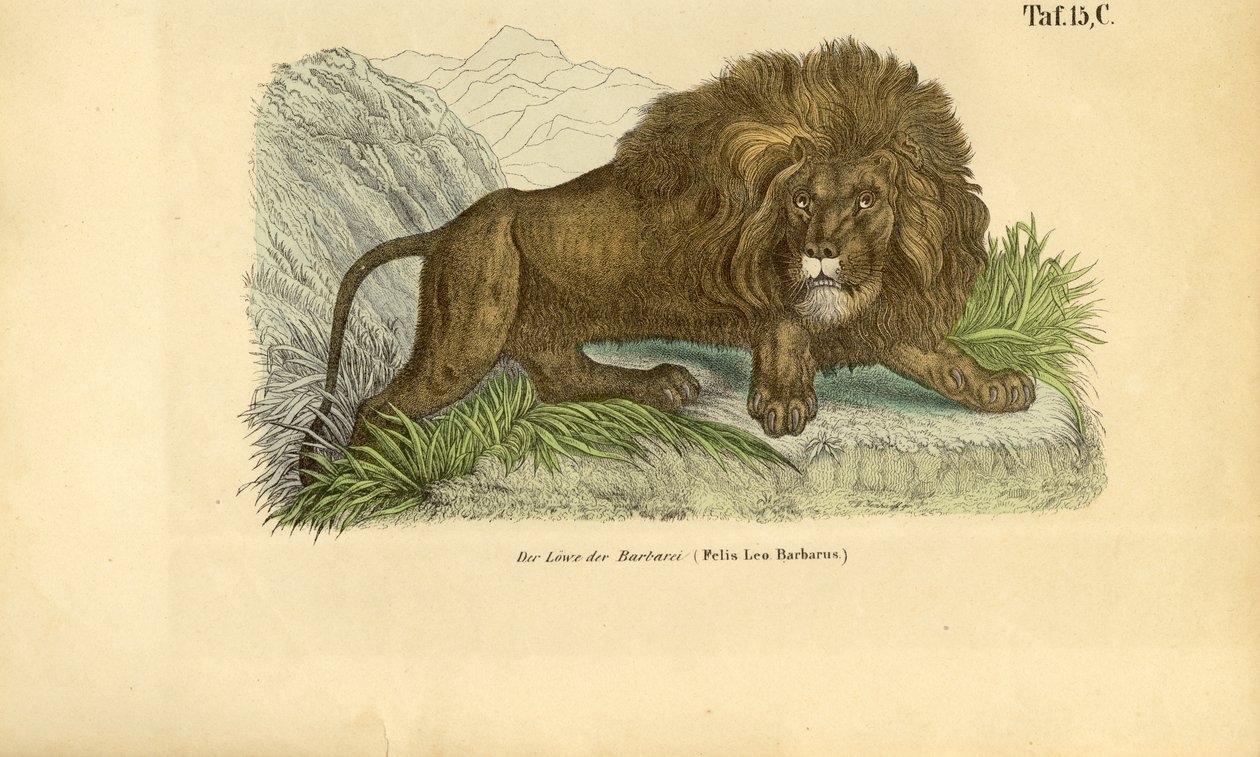The Barbary Lion by J. W. Tenhaeff