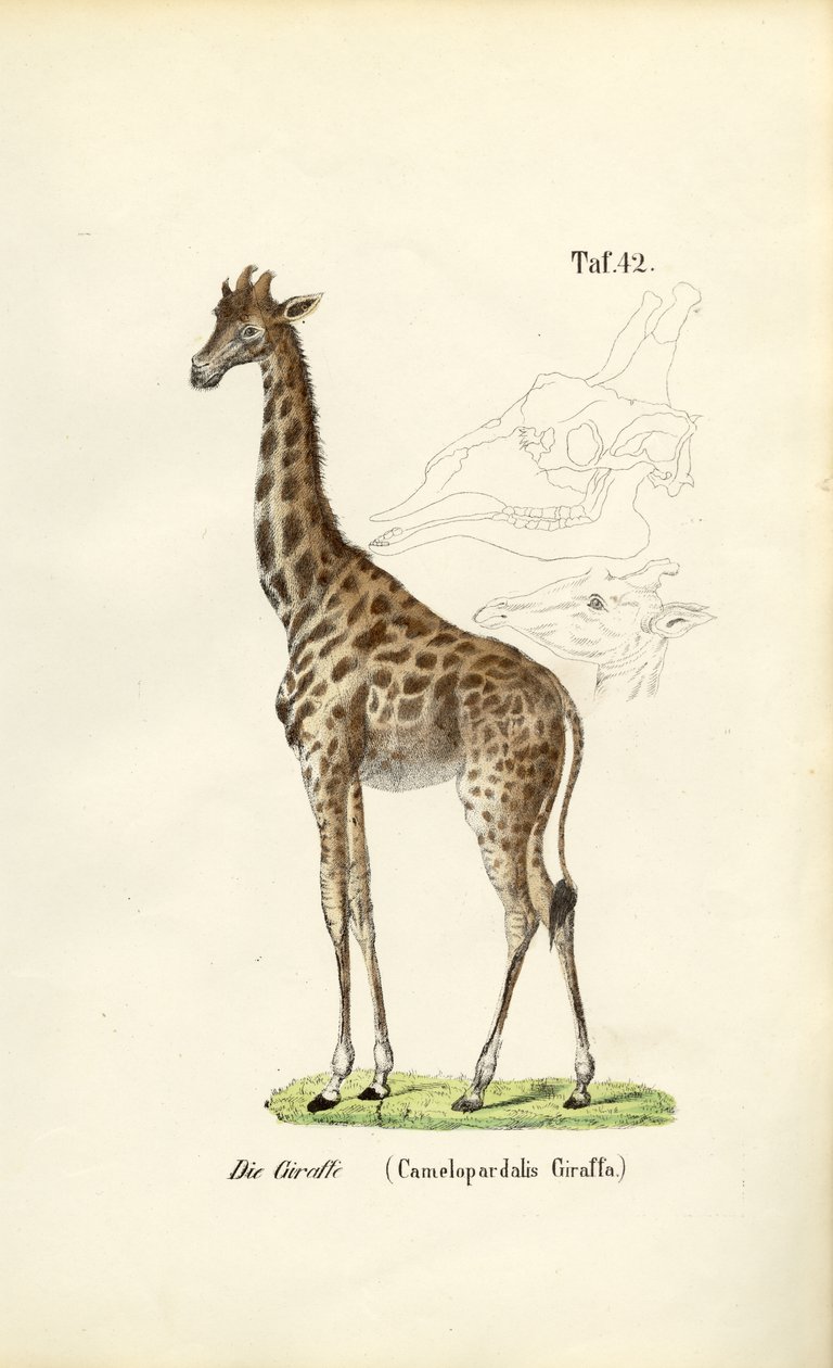 The Giraffe by J. W. Tenhaeff