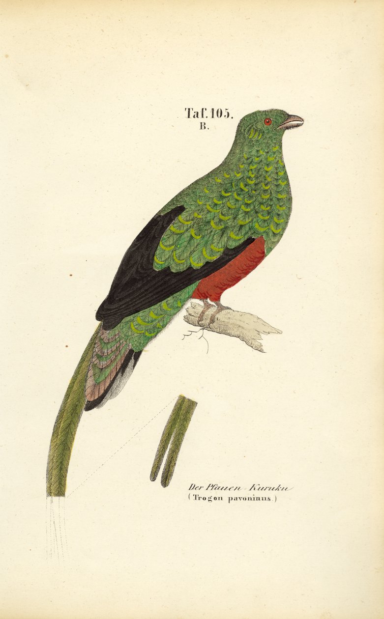 The Pavonine Quetzal by J. W. Tenhaeff
