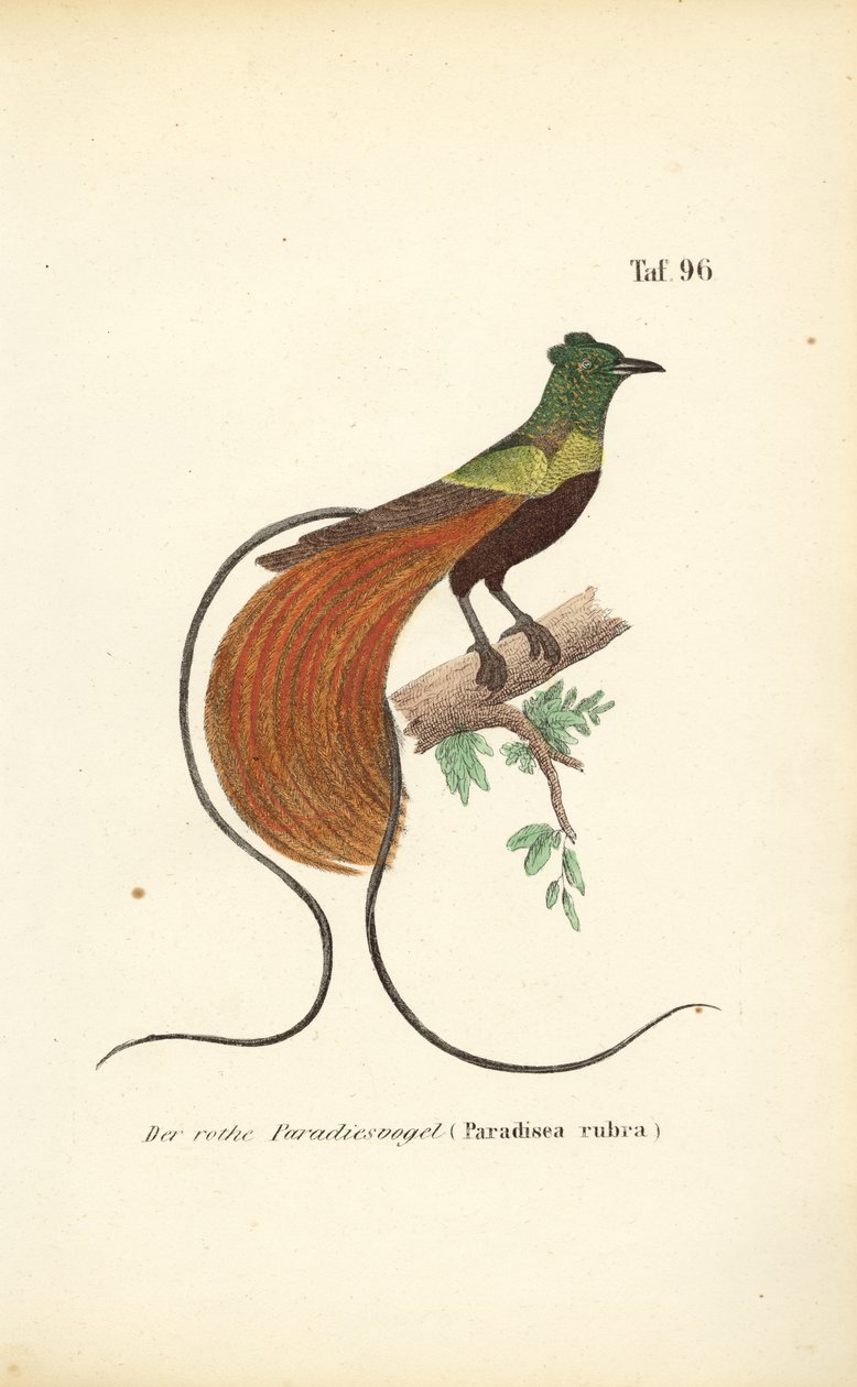 The Red Bird-of-Paradise by J. W. Tenhaeff