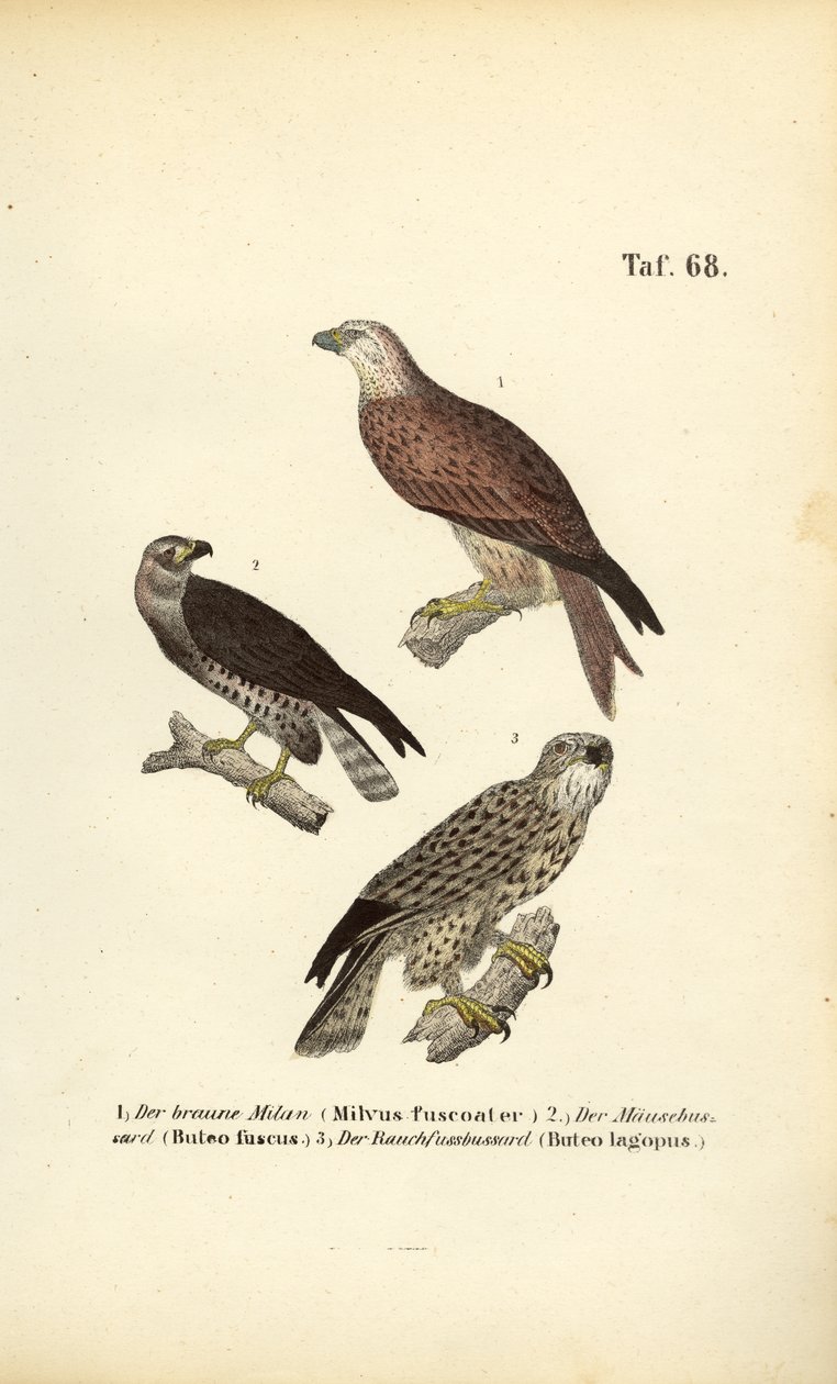 Three European Birds of Prey by J. W. Tenhaeff