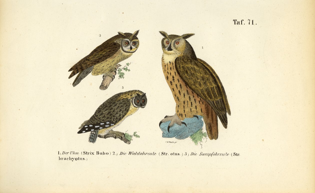 Three Owl Species with Ear Tufts by J. W. Tenhaeff