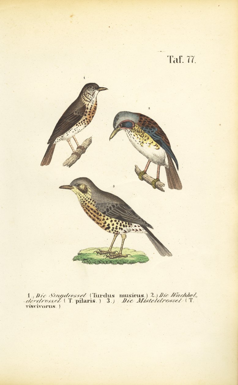 Three Thrush Species by J. W. Tenhaeff