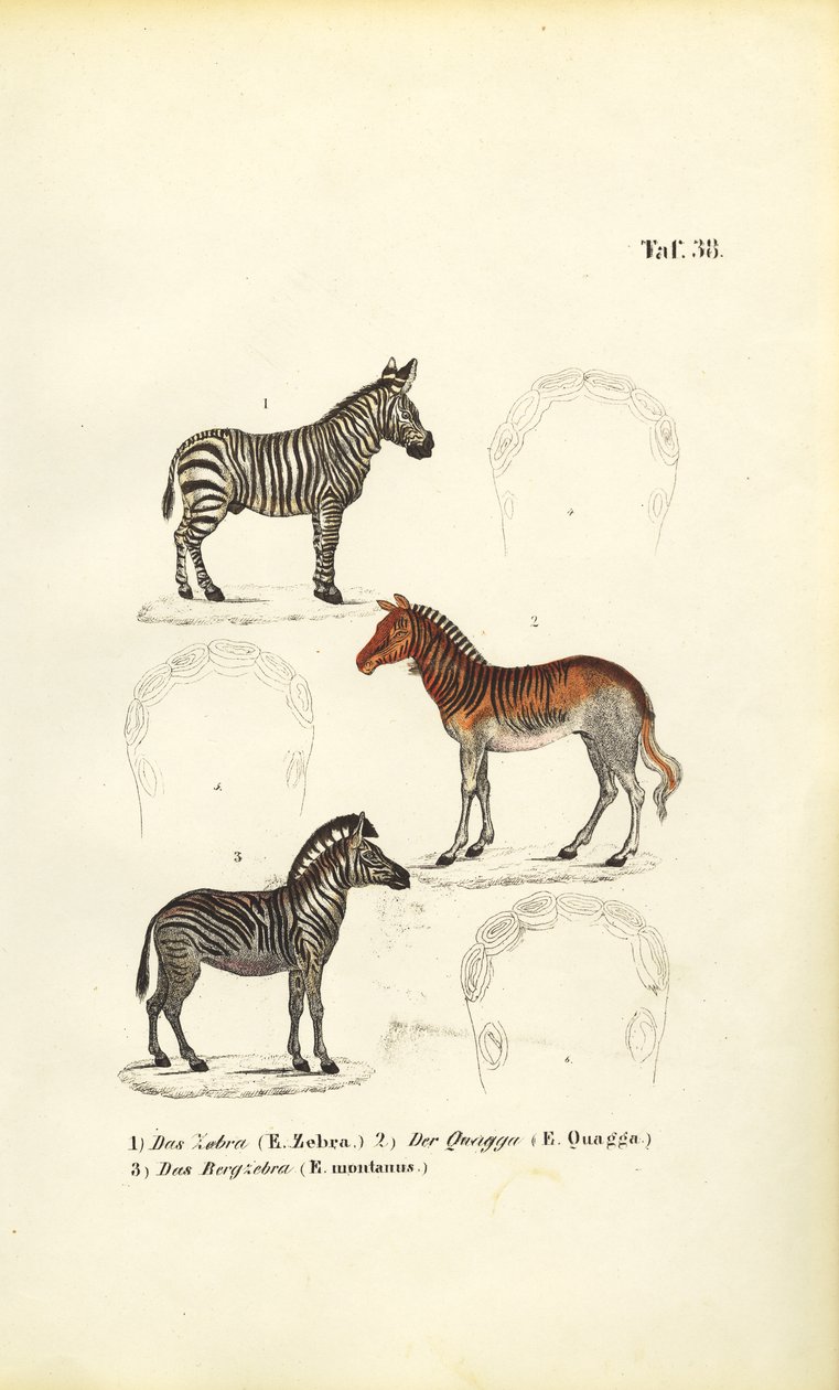 Three Zebra Species by J. W. Tenhaeff