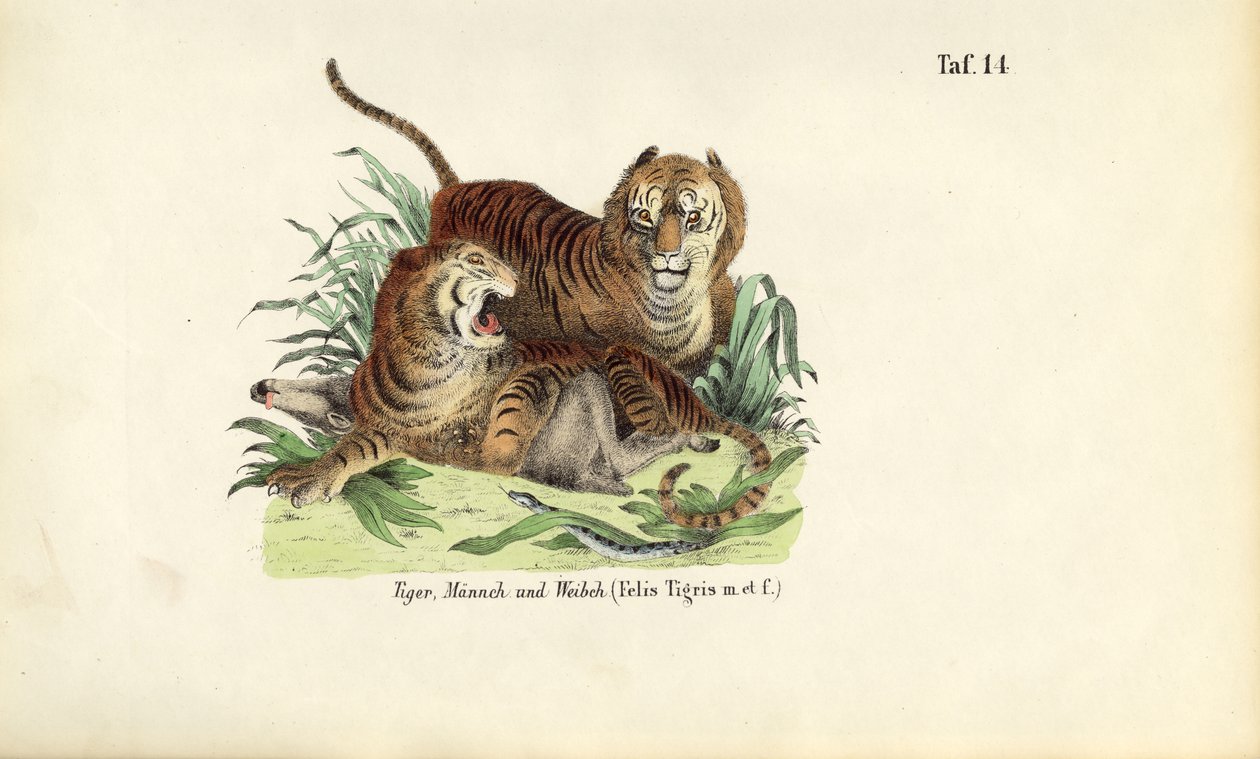 Tigers, Male and Female by J. W. Tenhaeff