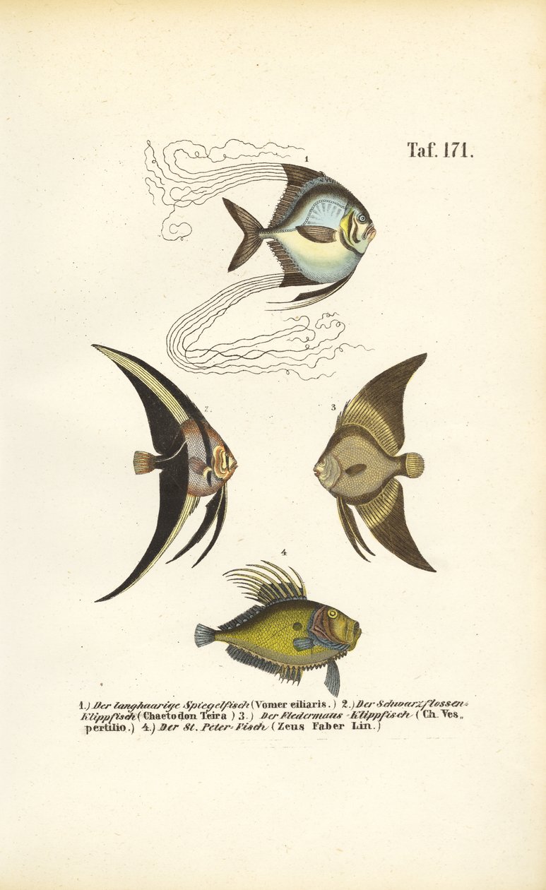 Tropical Ornamental Fish by J. W. Tenhaeff