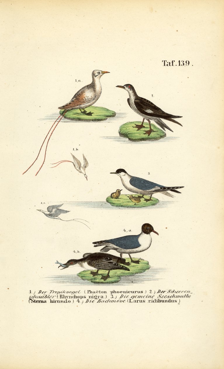 Tropical Seabirds: Tropicbird, Skimmer, Tern and Black-headed Gull by J. W. Tenhaeff