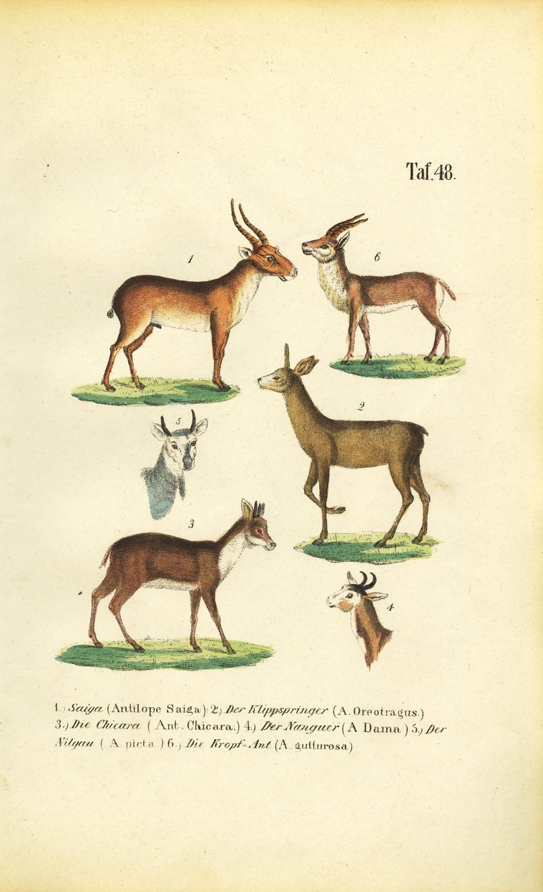 Various Antelope Species by J. W. Tenhaeff