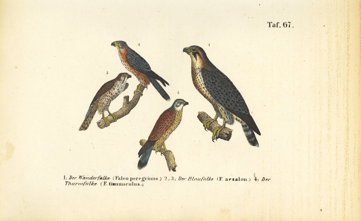 Various Falcon Species by J. W. Tenhaeff