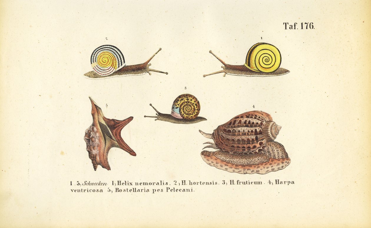 Various Land and Sea Snails by J. W. Tenhaeff