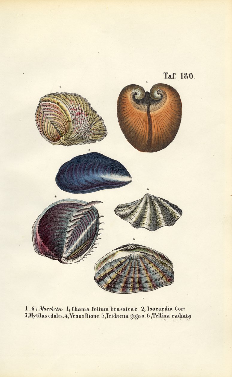 Various Marine Bivalves by J. W. Tenhaeff