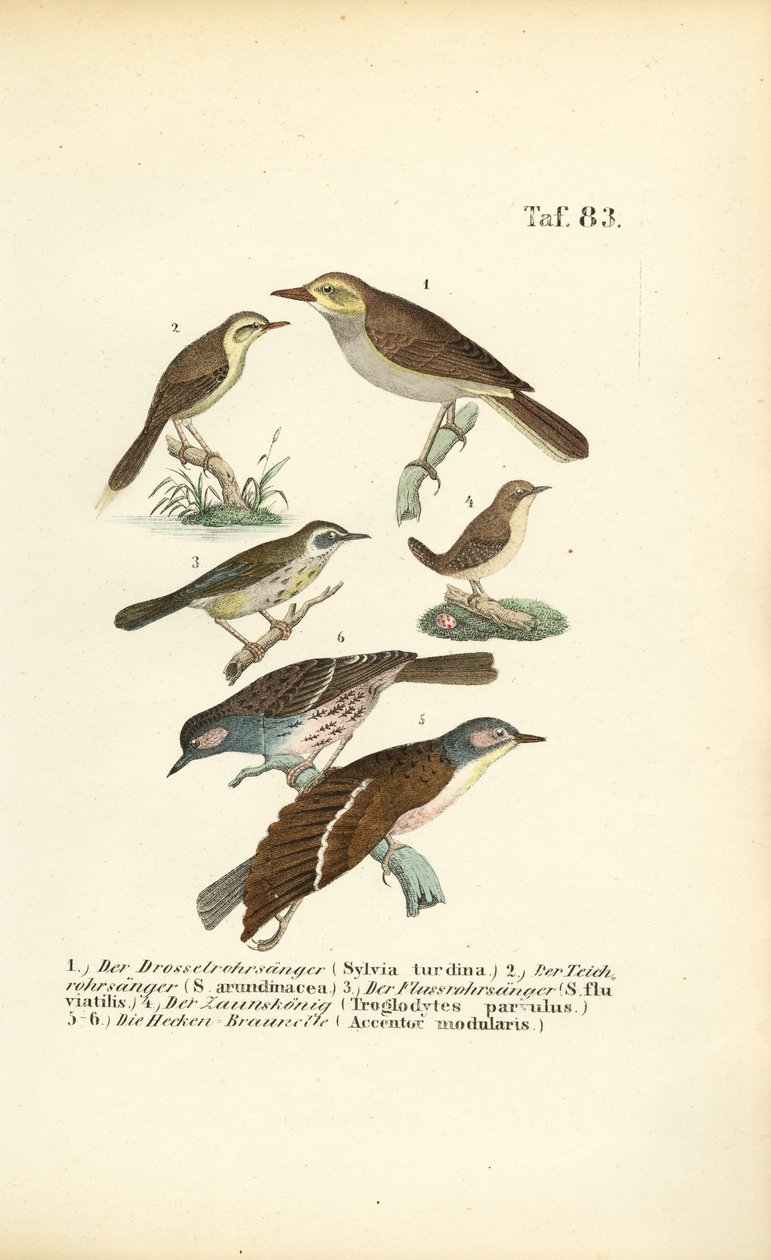 Various Reed Warblers and Dunnocks by J. W. Tenhaeff