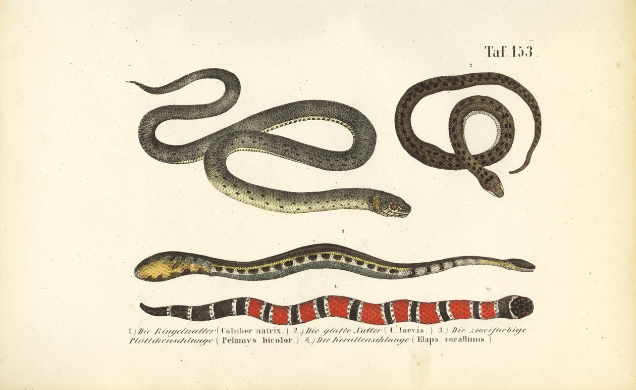 Various Snakes and the Coral Snake by J. W. Tenhaeff