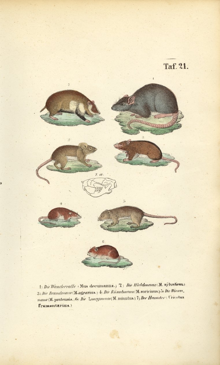Various Species of Muridae by J. W. Tenhaeff