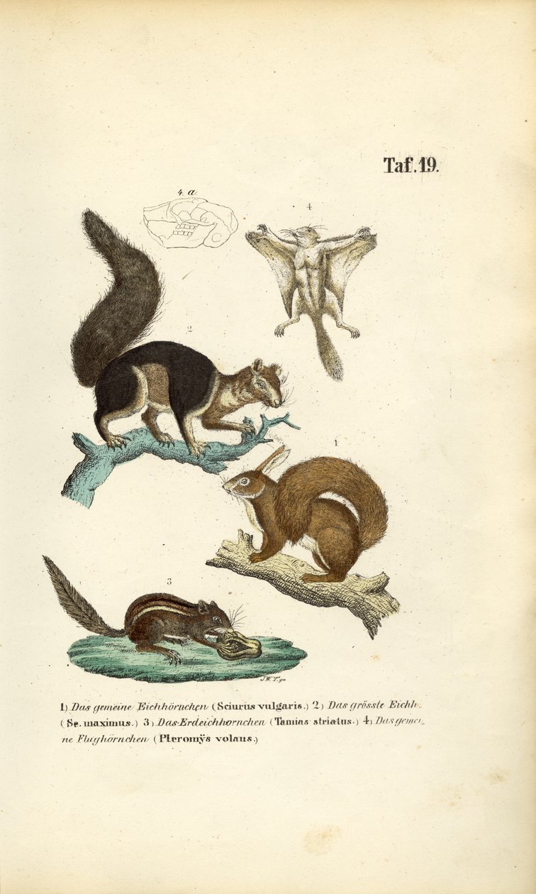 Various Squirrel Species by J. W. Tenhaeff