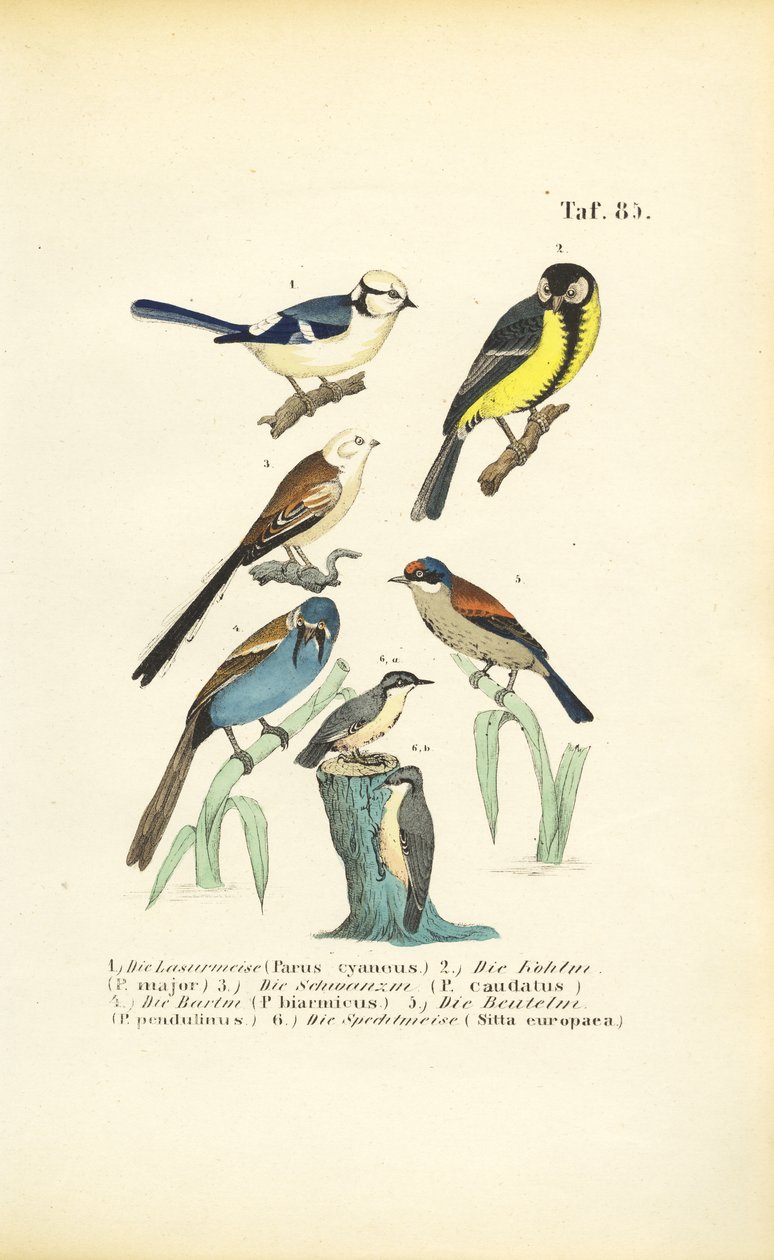 Various Tit Species and Nuthatch by J. W. Tenhaeff