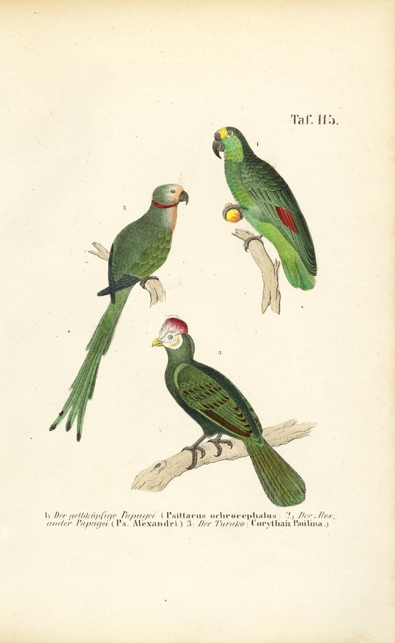 Various Tropical Parrot Species by J. W. Tenhaeff