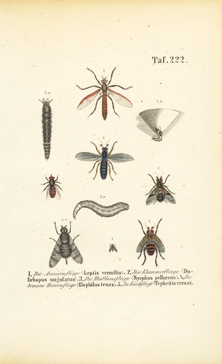 Various Fly Species with Developmental Stages by J. W. Tenhaeff