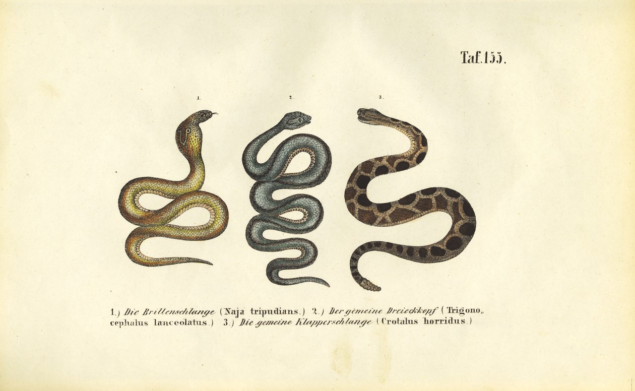 Venomous Snakes: Indian Cobra, Fer-de-lance and Timber Rattlesnake by J. W. Tenhaeff
