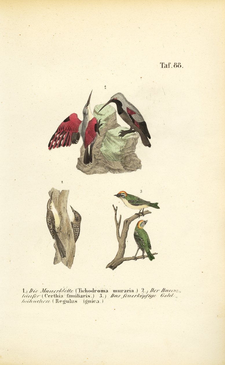Wall Creeper, Tree Creeper and Firecrest by J. W. Tenhaeff