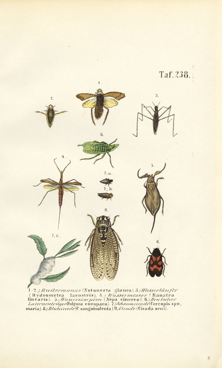 Water Bugs and Other Insects by J. W. Tenhaeff